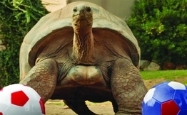 Burger King�'den nesli t�kenme tehlikesi alt�nda olan Tuki'ye destek